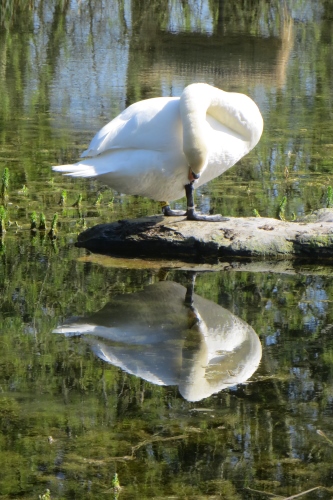 Swan (333x500).jpg